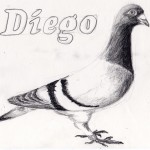 duif diego tekening
