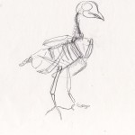 duif skeletduif skelet