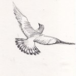 duif vliegt tekening