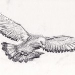 duif vliegt tekening