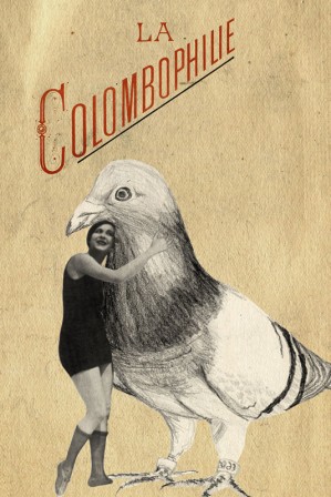 colombophilie